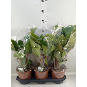 Homalomena rubescens 'Maggy'