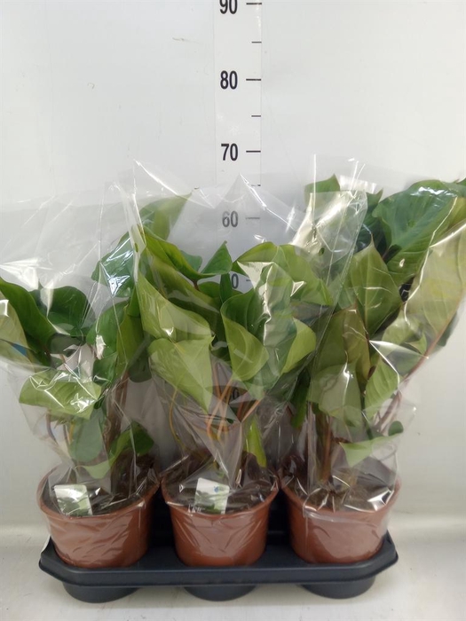 <h4>Homalomena rubescens 'Maggy'</h4>