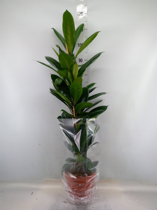 <h4>Ficus cyathistipula</h4>