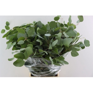 Euca Populus 300gr P Bunch