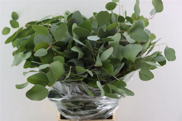 <h4>Euca Populus 300gr P Bunch</h4>
