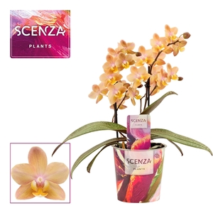 Phalaenopsis perfíum 2 tak Scention (Scenza)