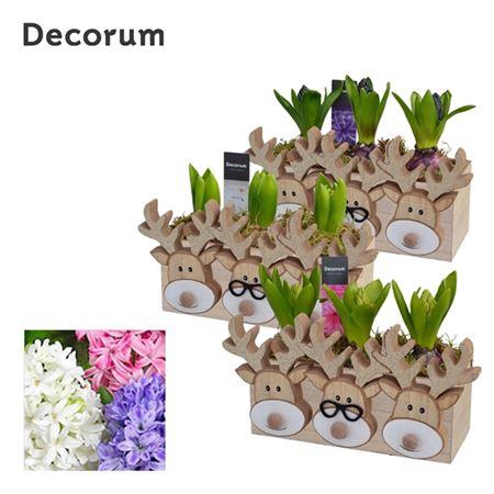 <h4>Hyacinth Mix Hl13822 Triple Rudolph</h4>
