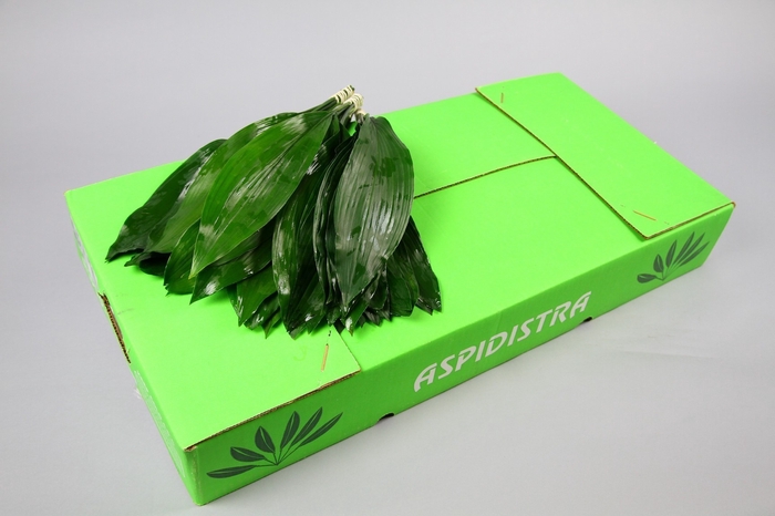 <h4>Aspidistra</h4>