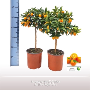 Kumquat op stam