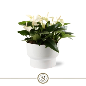 Athene Keramiek White - White