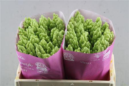 <h4>Hyac Top White(reeuwijk)</h4>