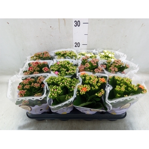 Kalanchoe blos.   ..rosebud mix  5