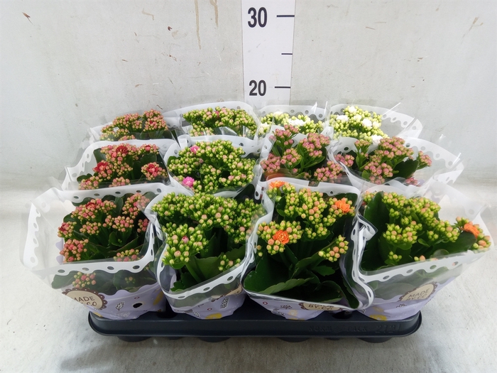 <h4>Kalanchoe blos.   ..rosebud mix  5</h4>