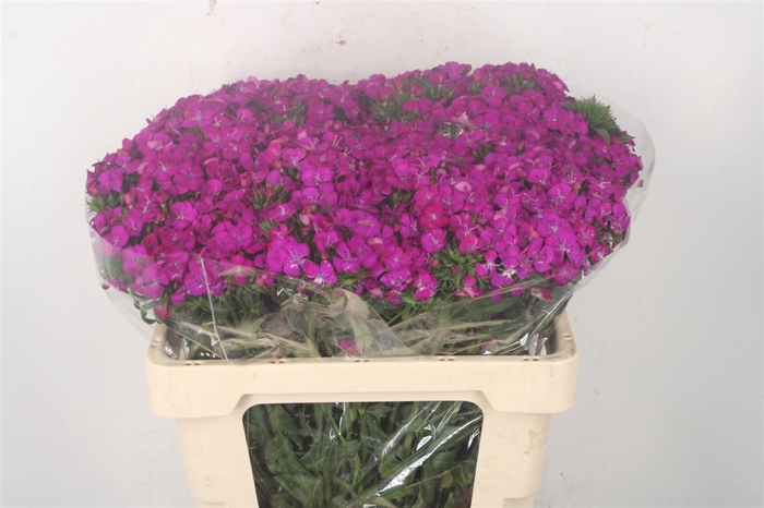 <h4>Di Barb Amazone Neon Purple</h4>