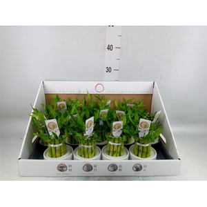 Dracaena sand. 'Lucky Bamboo' ..pyr