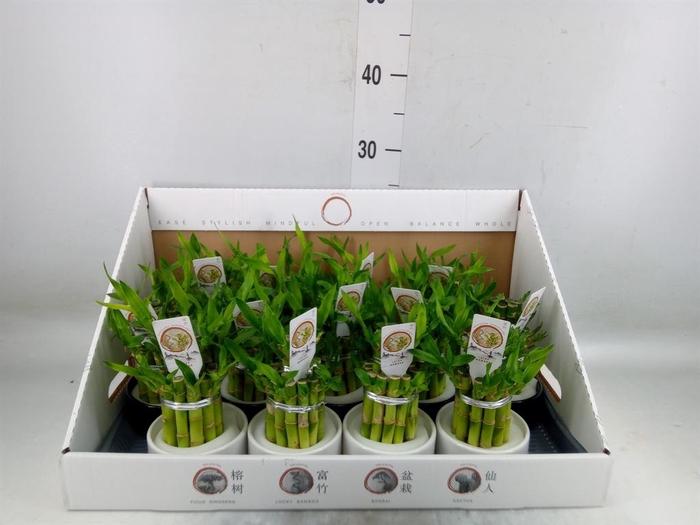 <h4>Dracaena sand. 'Lucky Bamboo' ..pyr</h4>