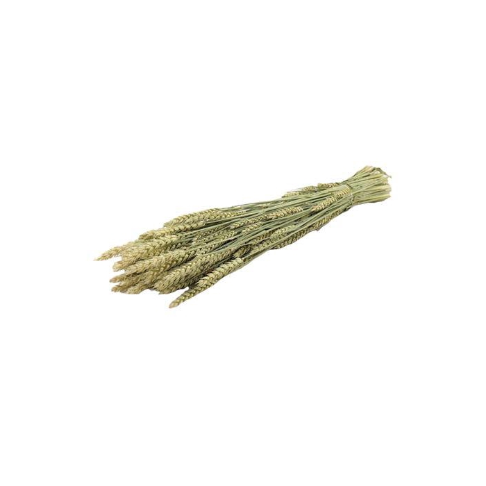 <h4>Bunch Triticum Slv 200g L65</h4>