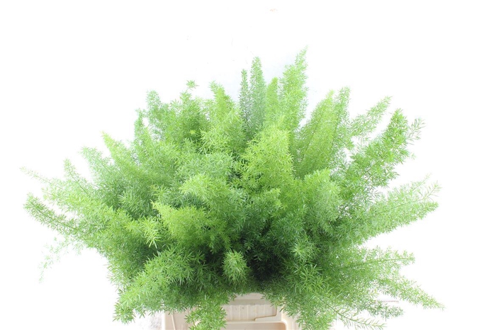 <h4>Asp Dens Myers</h4>