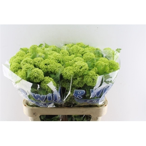 Viburnum Roseum 80cm 4 Bal