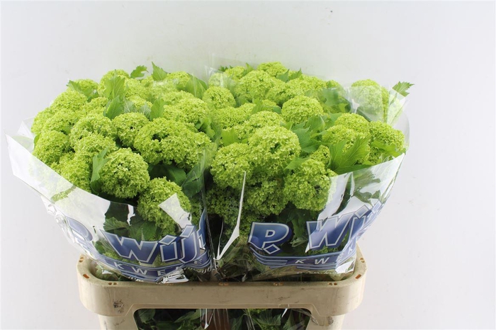 <h4>Viburnum Roseum 80cm 4 Bal</h4>