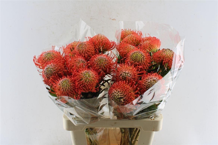 <h4>Leuco Co Succession</h4>