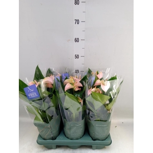 Anthurium andr. 'Joli Peach'