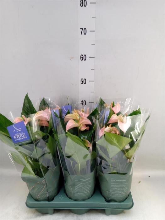 <h4>Anthurium andr. 'Joli Peach'</h4>