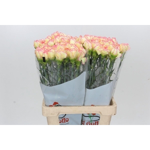 Dianthus St Poirot F.G.