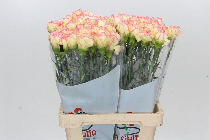 <h4>Dianthus St Poirot F.G.</h4>