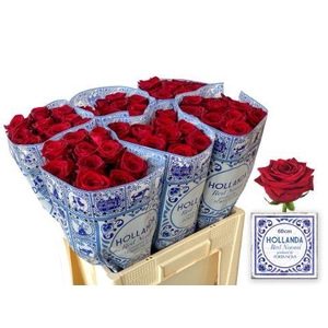 R GR RED NAOMI! HOLLANDA 60