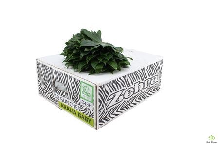 <h4>ARALIA BABY V P X5</h4>