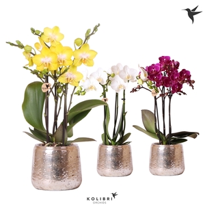 Kolibri Orchids Phalaenopsis mix 3 spike in Luxury pot silver