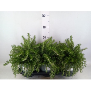 Rosmarinus offi. 'Prostratus'