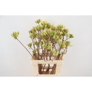 RHODO. LIME 065CM