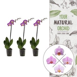 Your Natural Orchid | Pink | Phalaenopsis 1 spike