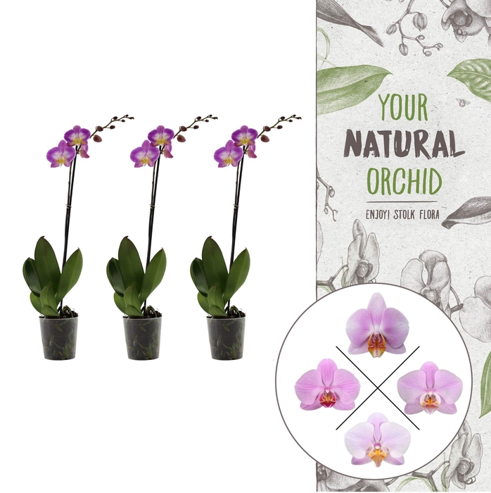 <h4>Your Natural Orchid | Pink | Phalaenopsis 1 spike</h4>