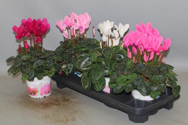 <h4>CYCL GR SUP XL</h4>