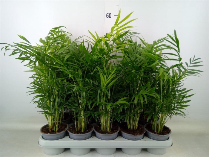 <h4>Chamaedorea elegans</h4>