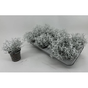 Leucophyta snow