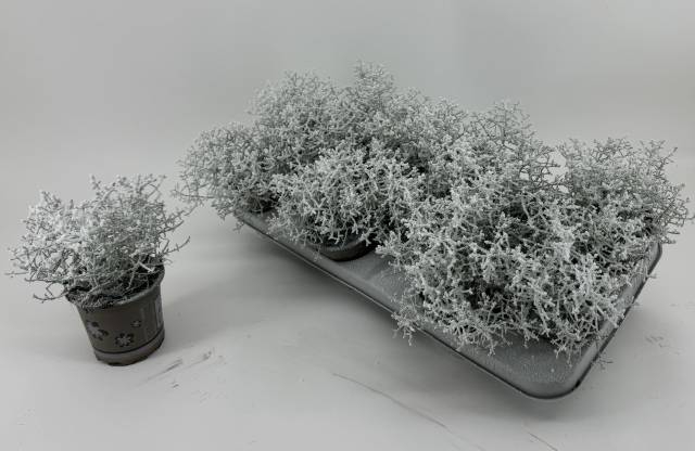 <h4>Leucophyta snow</h4>