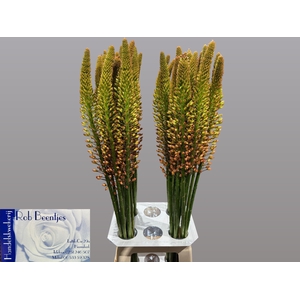 EREMURUS ORANGE PRIN
