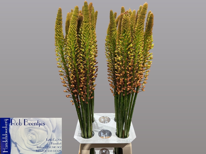 <h4>EREMURUS ORANGE PRIN</h4>