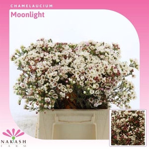 Chamelaucium Moonlight