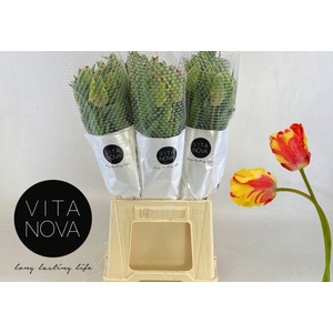 TU PA FLAMING PARROT