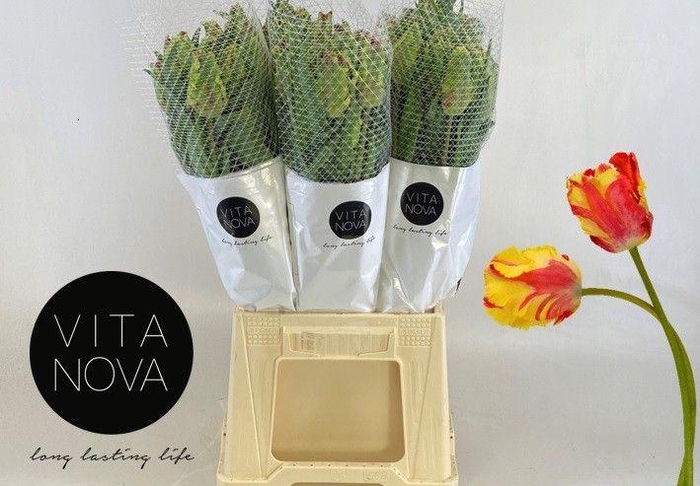 <h4>TU PA FLAMING PARROT</h4>