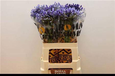 <h4>Agap Blue Heaven</h4>