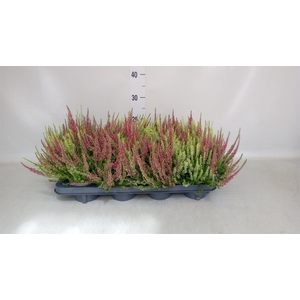 Calluna vulg. 'Garden G Twin'