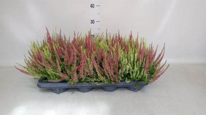 <h4>Calluna vulg. 'Garden G Twin'</h4>