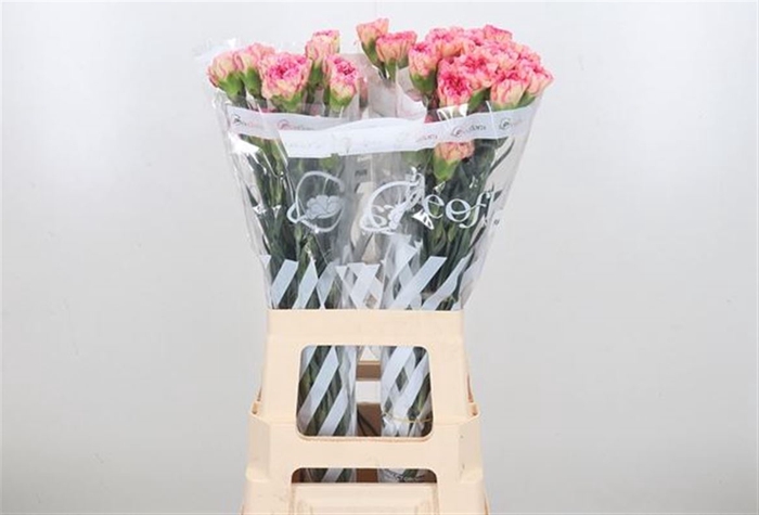 <h4>Di St Novia Peach</h4>