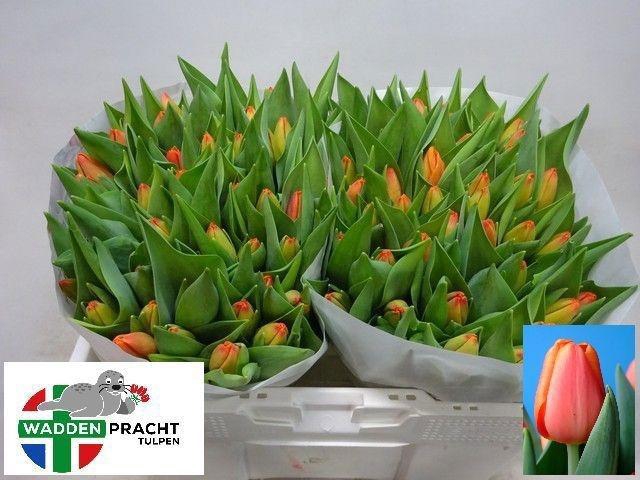 <h4>TU EN TIME OUT</h4>