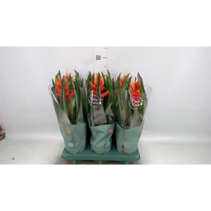 Aechmea  'Pepita Elegant Flames'