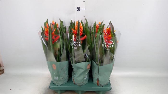 <h4>Aechmea 'Pepita Elegant Flames'</h4>