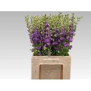 Delph Ridder Violet Lilac Keppel