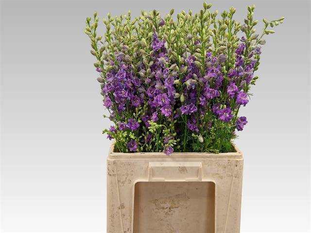 <h4>Delph Ridder Violet Lilac Keppel</h4>